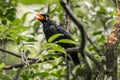 TheÃÂ common hill mynaÃÂ (Gracula religiosa)